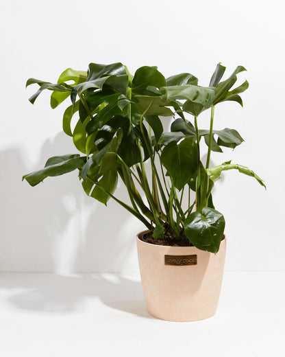 Monstera Deliciosa (Split Leaf Philodendron)