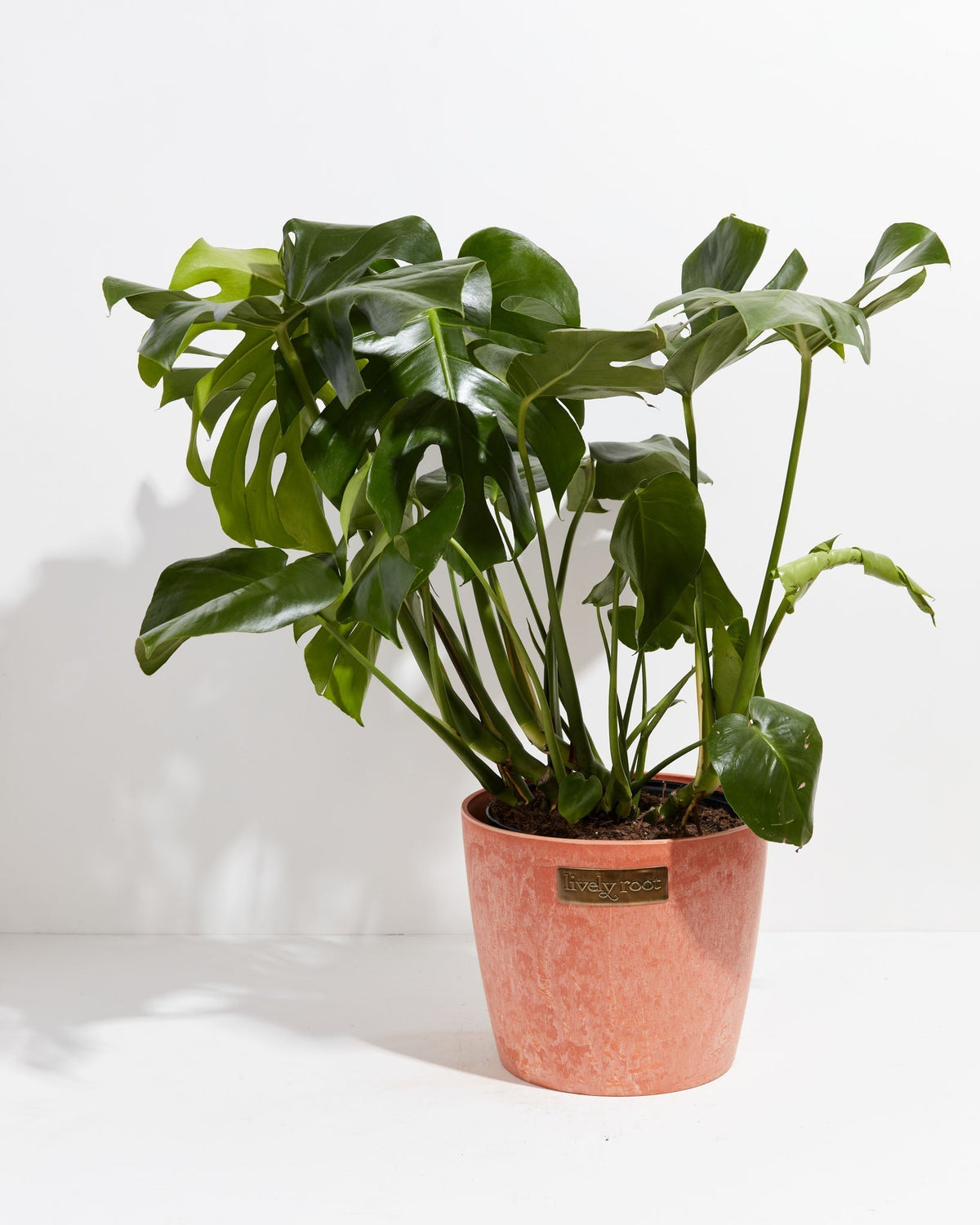 Monstera Deliciosa (Split Leaf Philodendron)