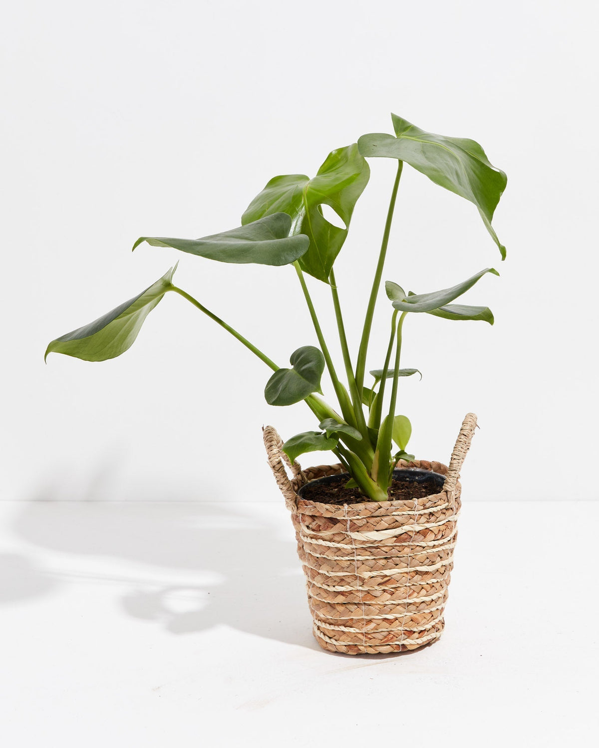 Monstera Deliciosa (Split Leaf Philodendron)