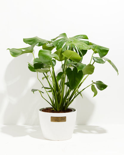 Monstera Deliciosa (Split Leaf Philodendron)