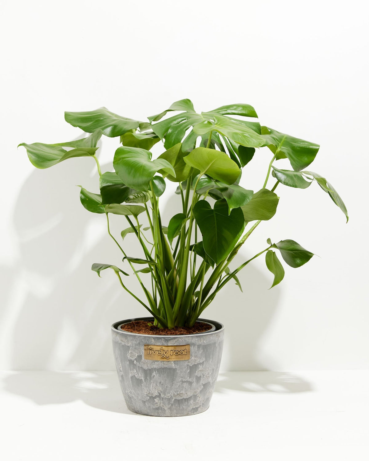 Monstera Deliciosa (Split Leaf Philodendron)