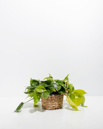 Philodendron Brasil
