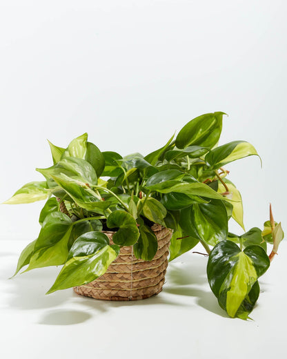 Philodendron Brasil