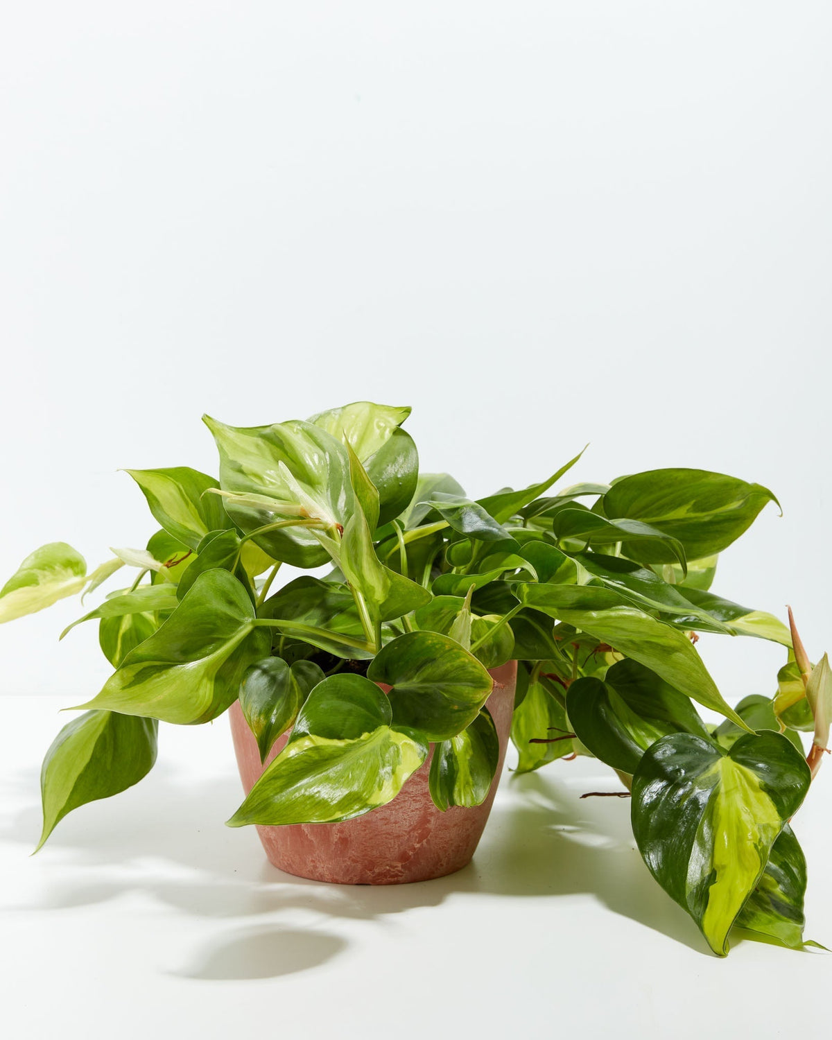Philodendron Brasil