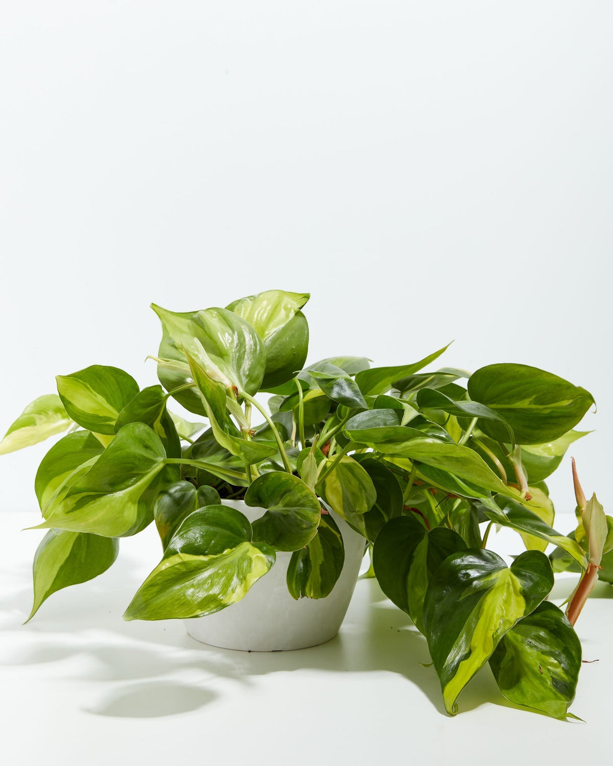 Philodendron Brasil