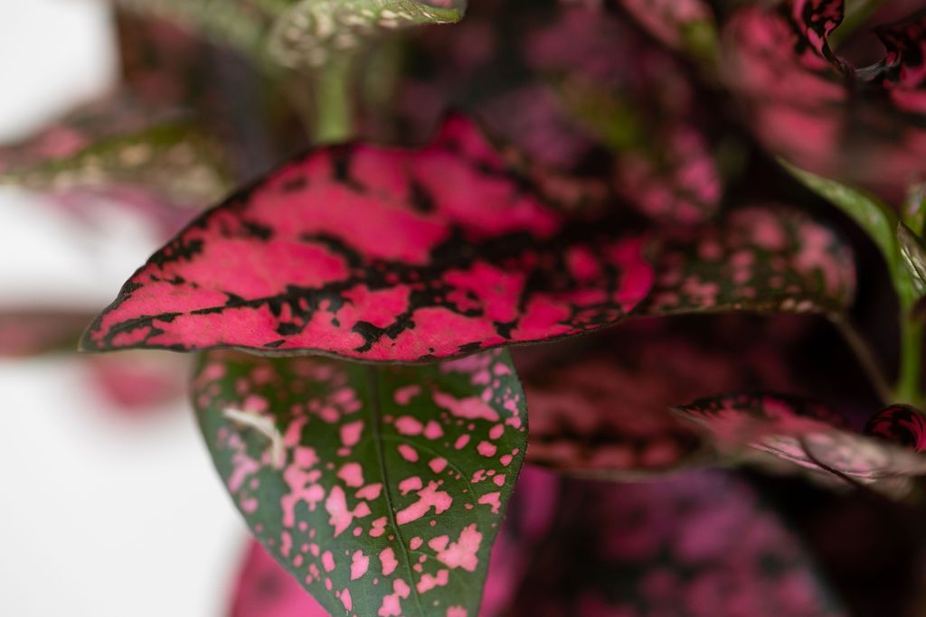 Pink Polka Dot Plant