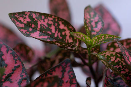 Pink Polka Dot Plant