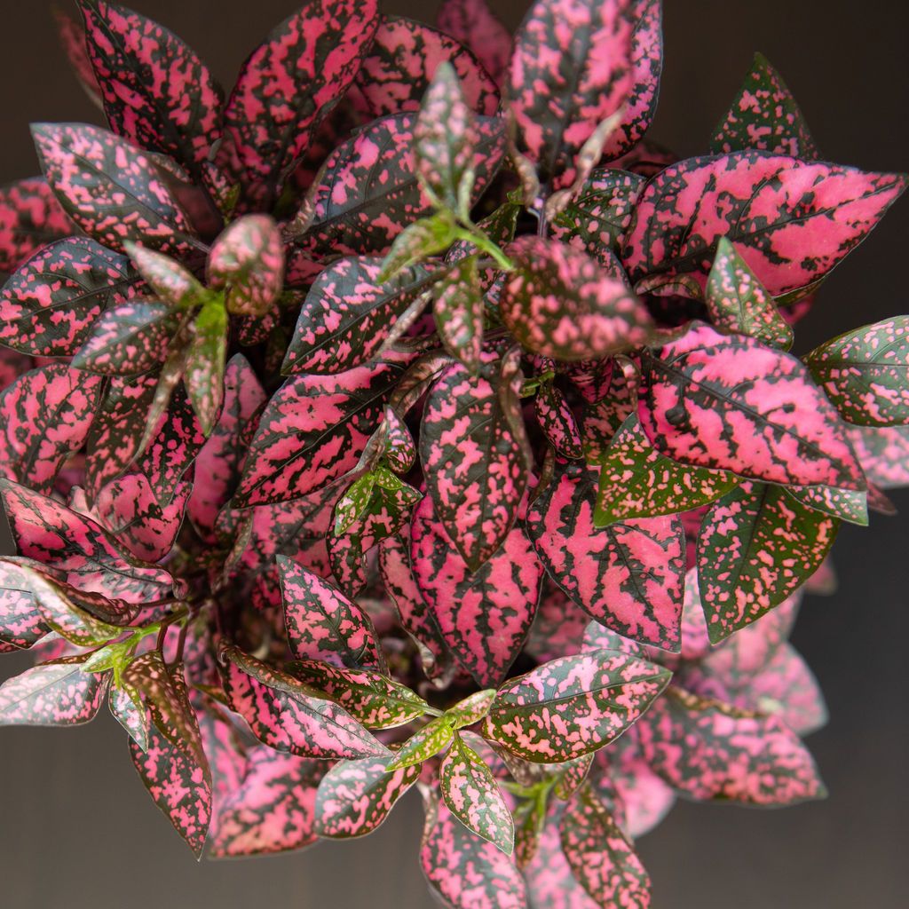 Pink Polka Dot Plant