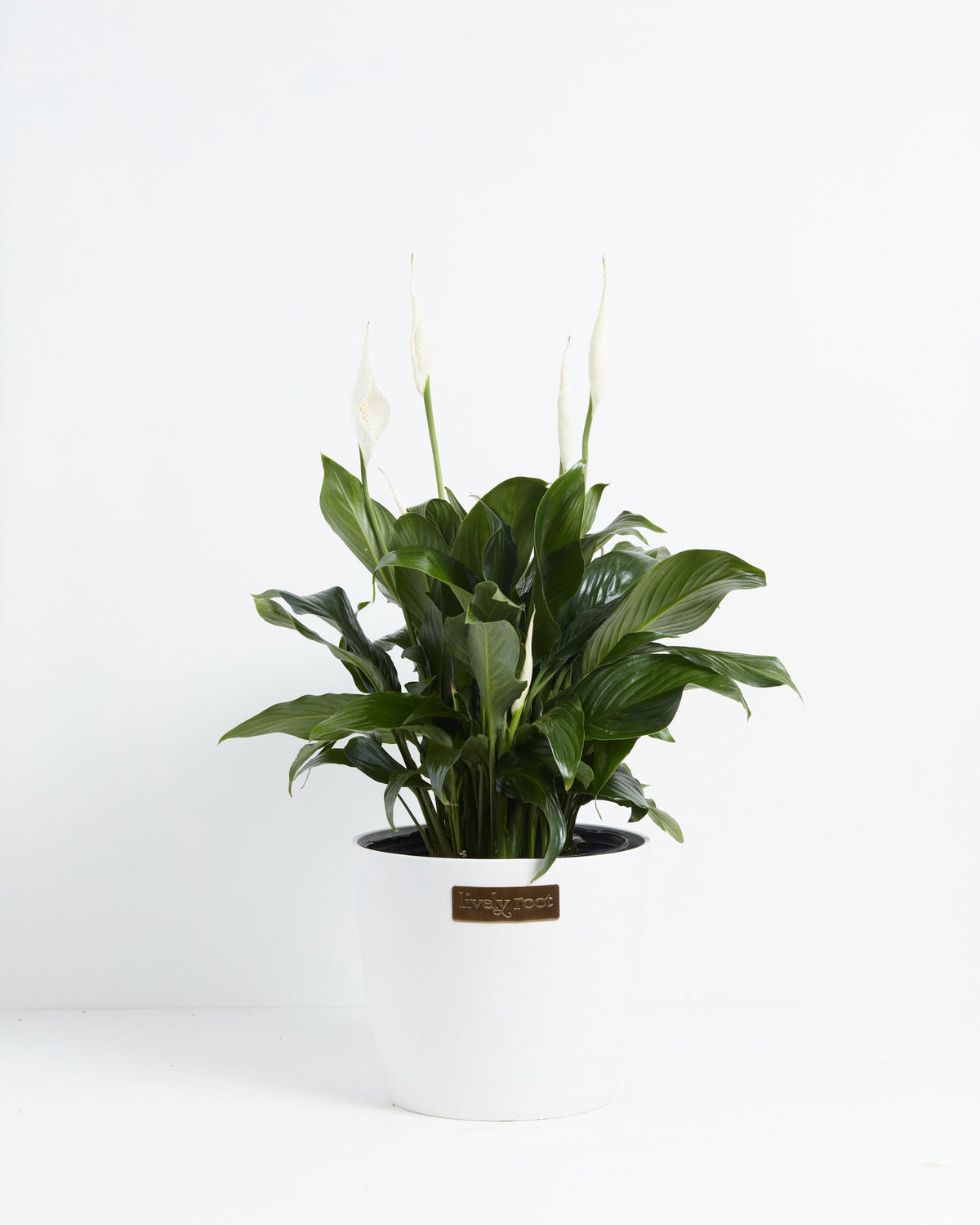 Peace Lily (Spathiphyllum)