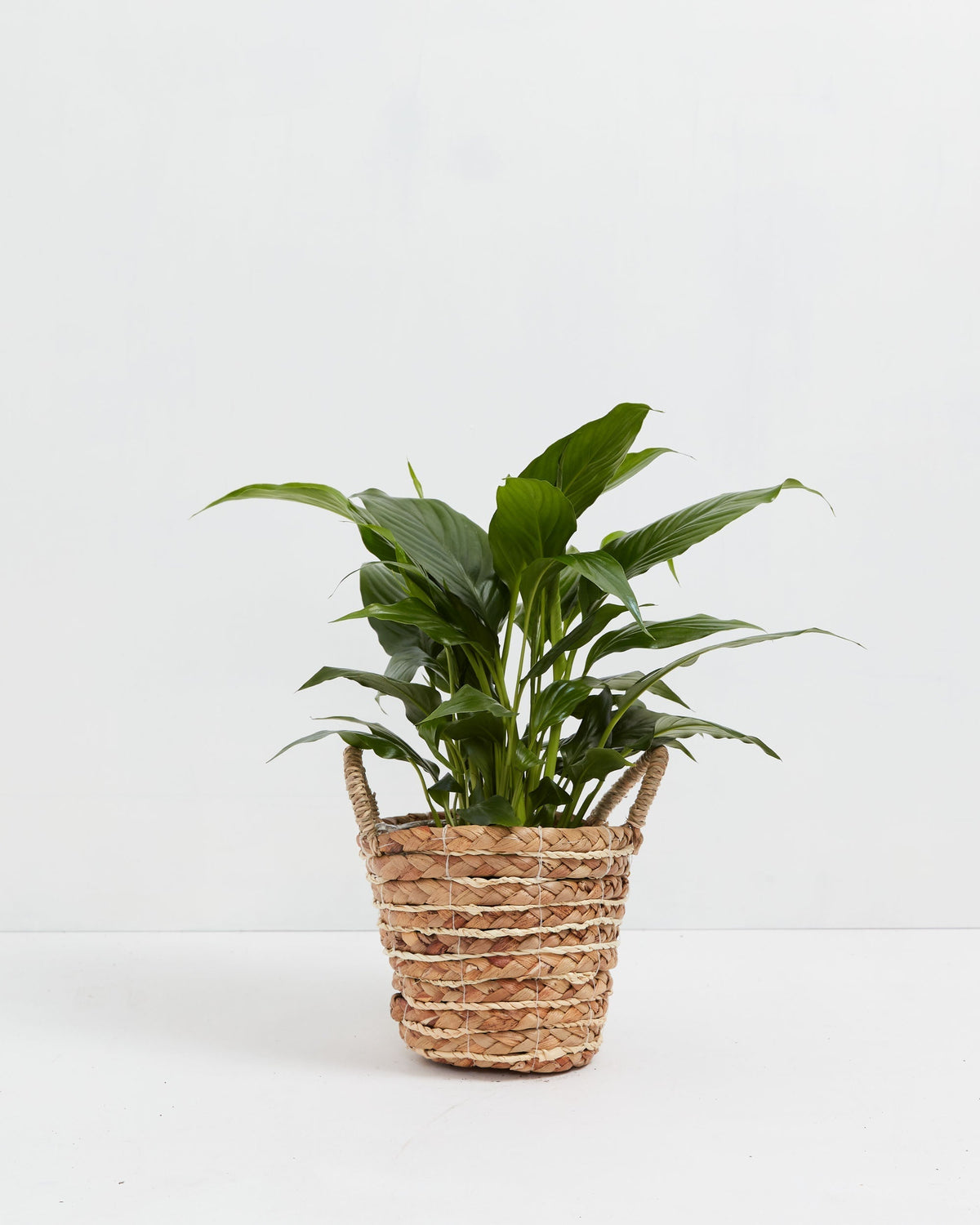 Peace Lily (Spathiphyllum)