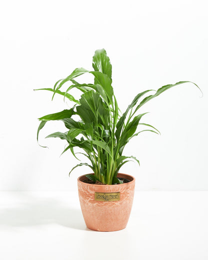 Peace Lily (Spathiphyllum)