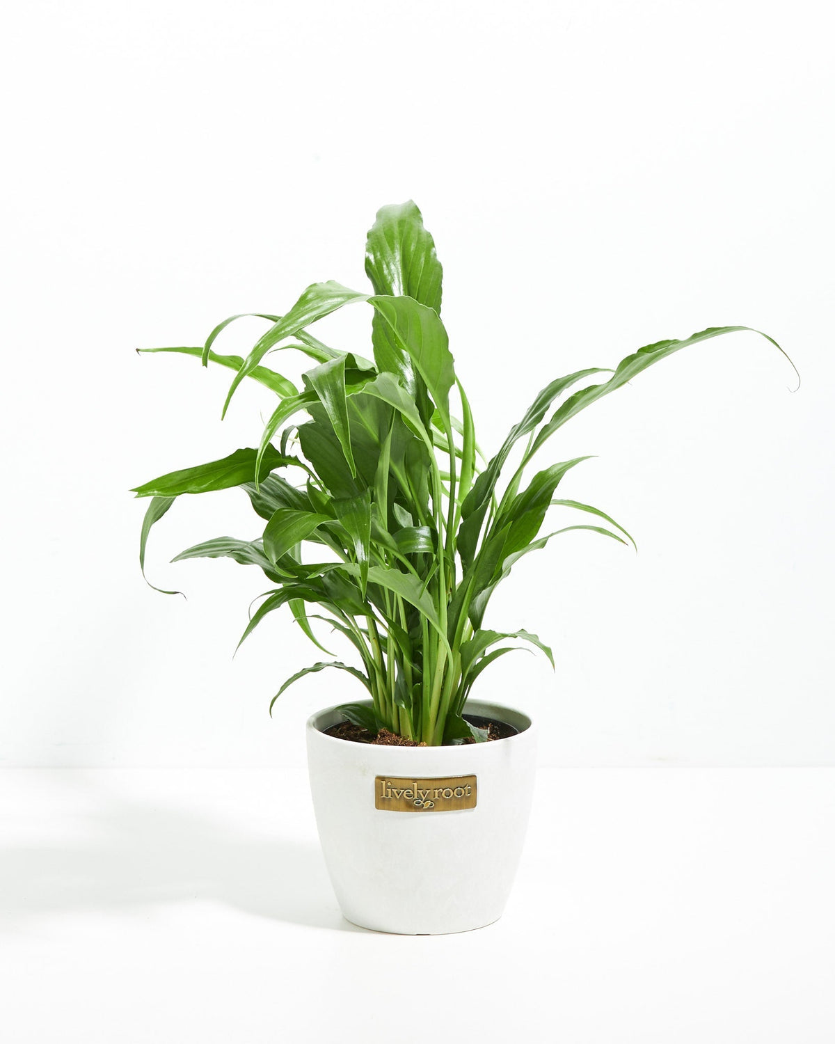 Peace Lily (Spathiphyllum)