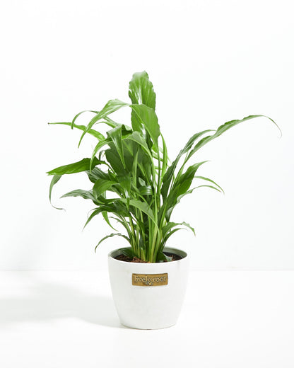 Peace Lily (Spathiphyllum)