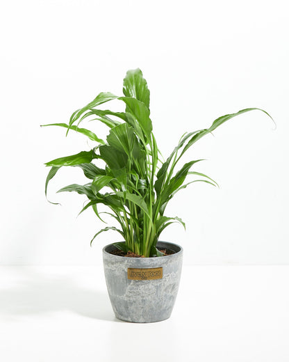 Peace Lily (Spathiphyllum)
