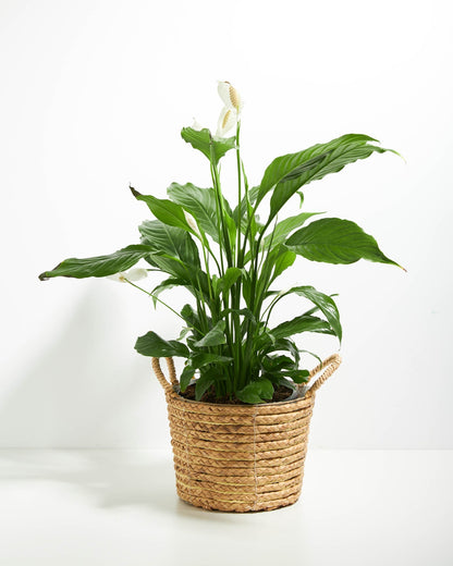 Peace Lily (Spathiphyllum)