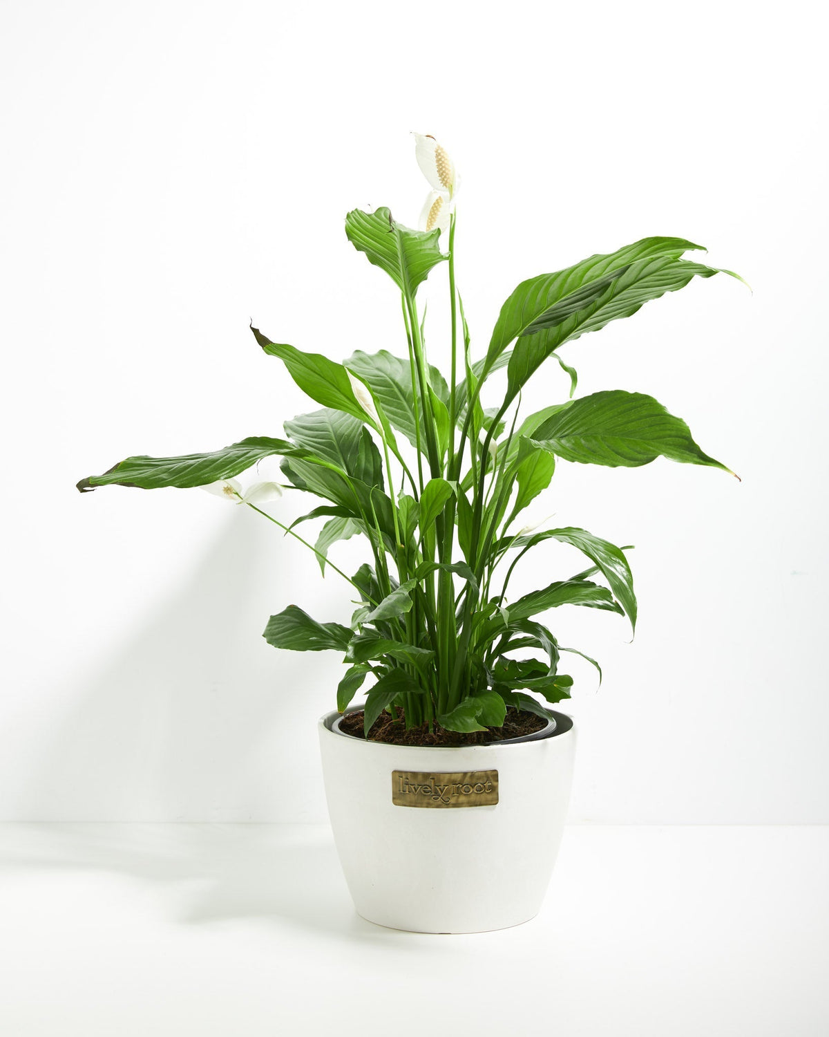 Peace Lily (Spathiphyllum)