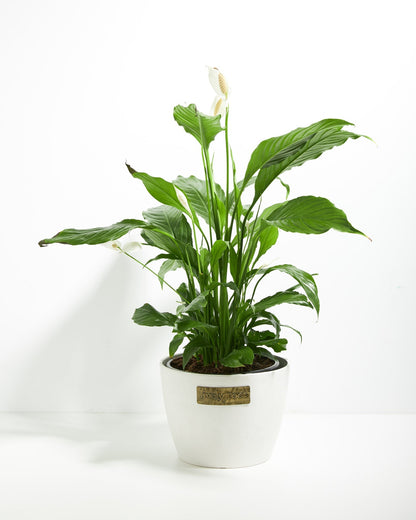 Peace Lily (Spathiphyllum)