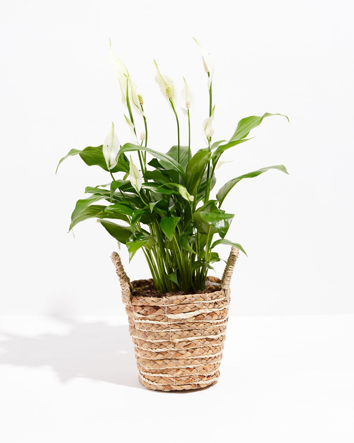 Peace Lily (Spathiphyllum)