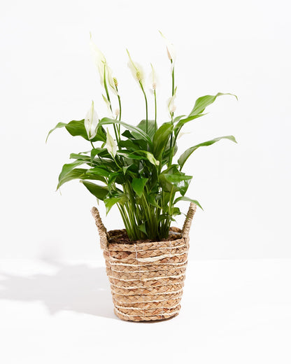Peace Lily (Spathiphyllum)