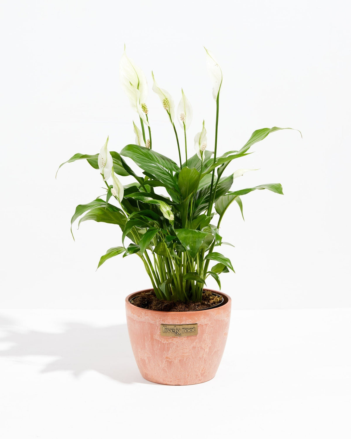 Peace Lily (Spathiphyllum)