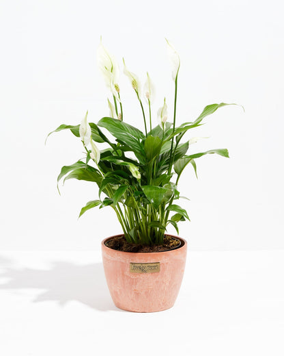 Peace Lily (Spathiphyllum)