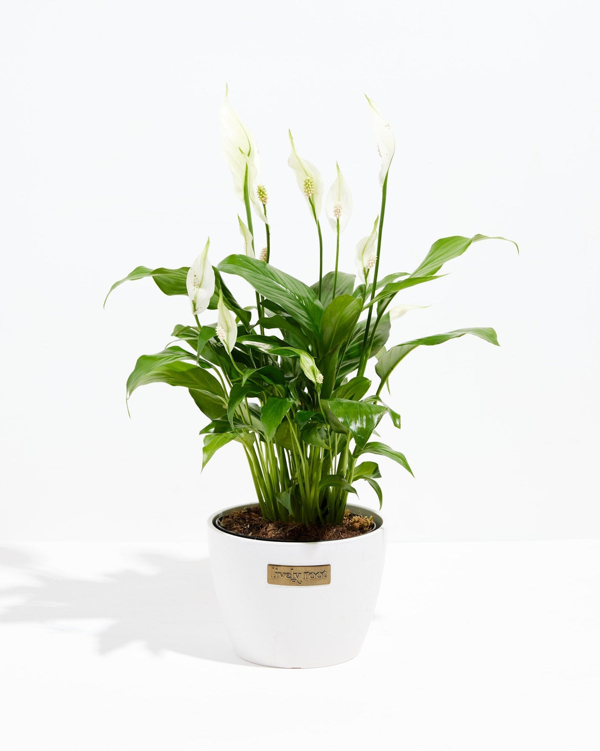 Peace Lily (Spathiphyllum)