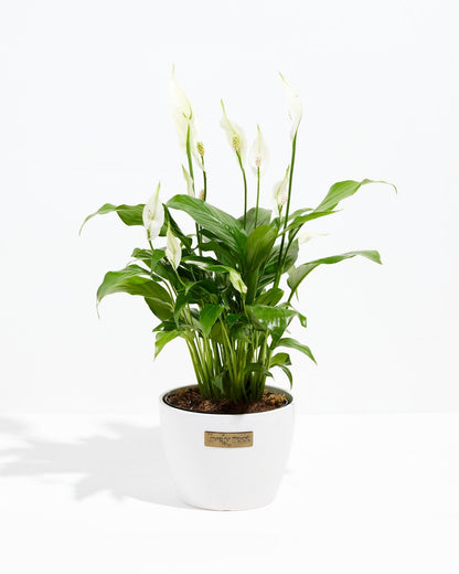 Peace Lily (Spathiphyllum)