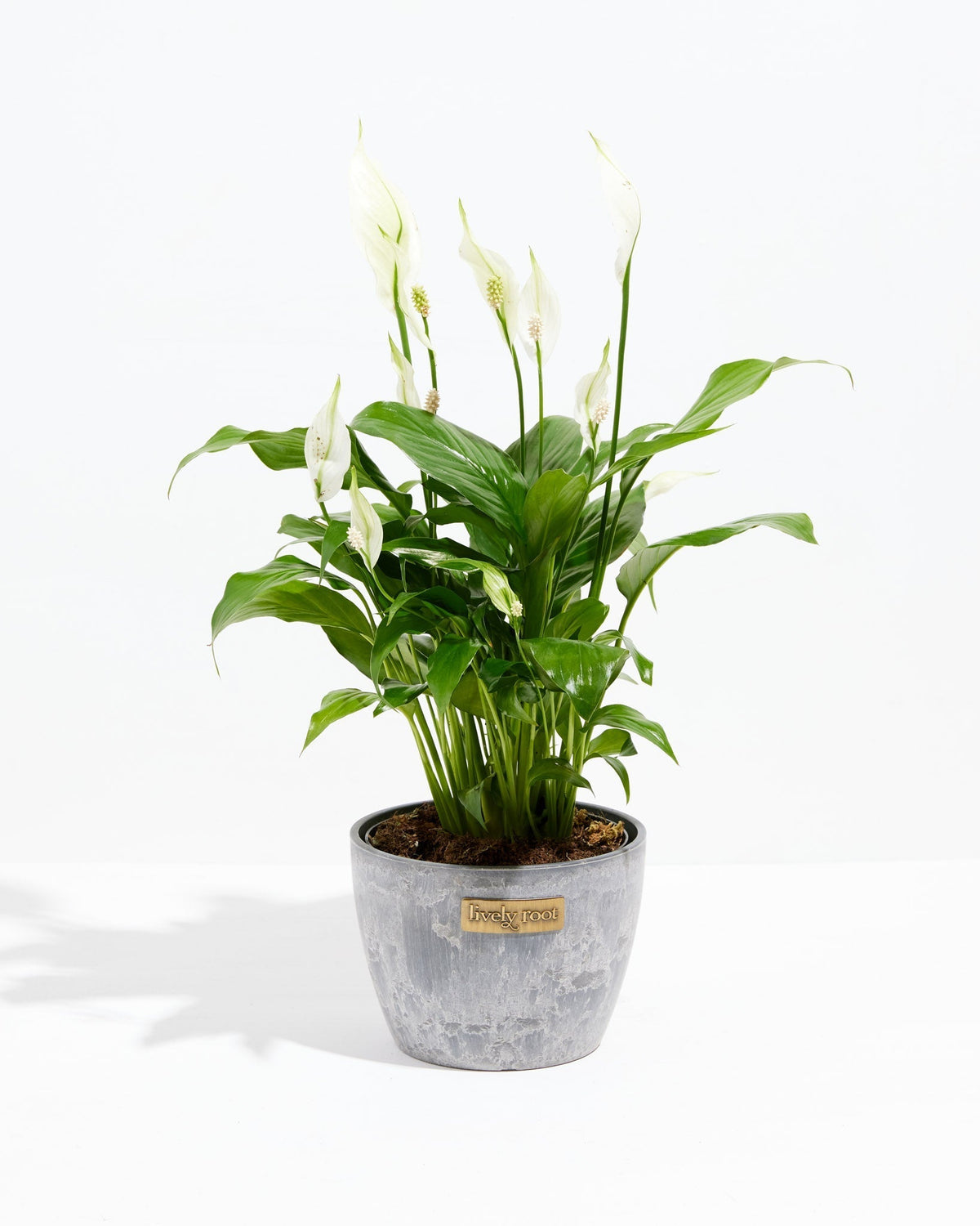 Peace Lily (Spathiphyllum)