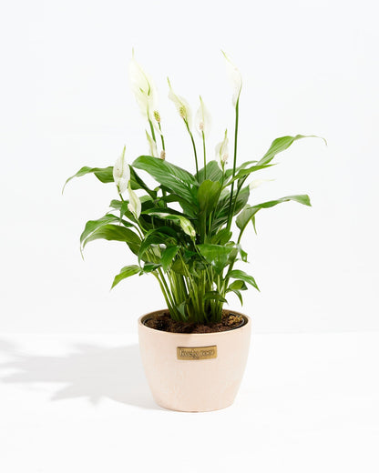 Peace Lily (Spathiphyllum)