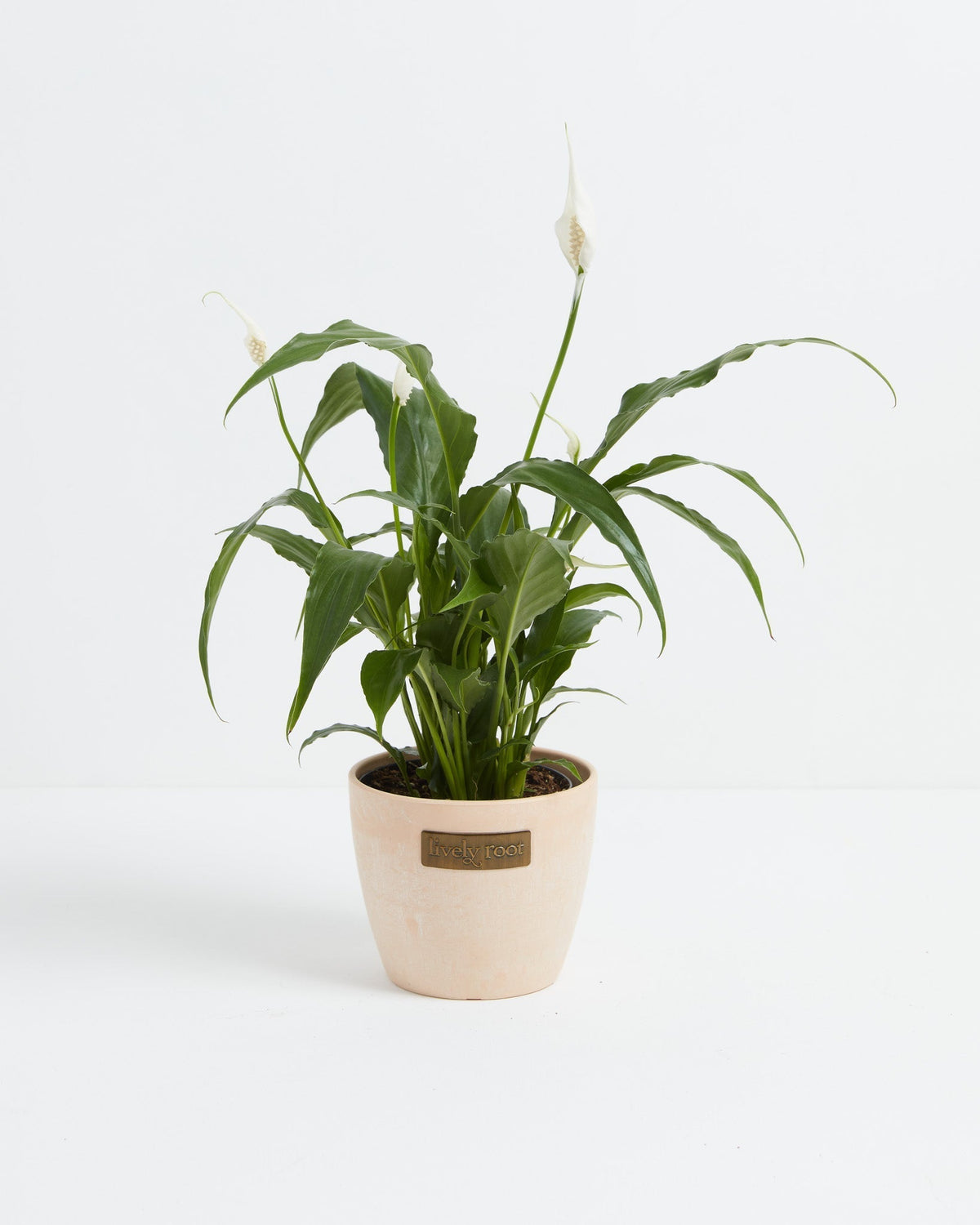 Peace Lily (Spathiphyllum)