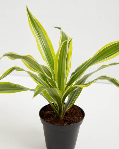 Dracaena Lemon Lime