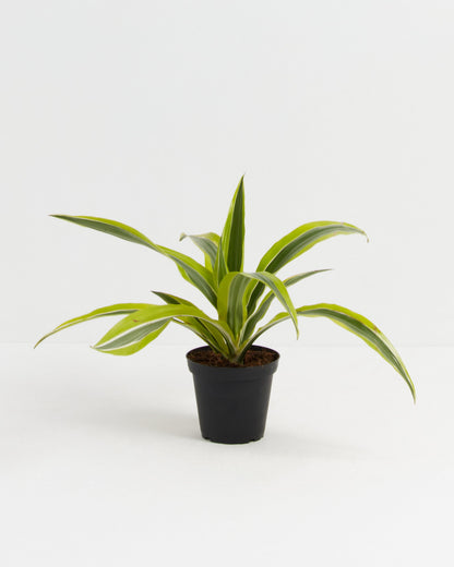 Dracaena Lemon Lime