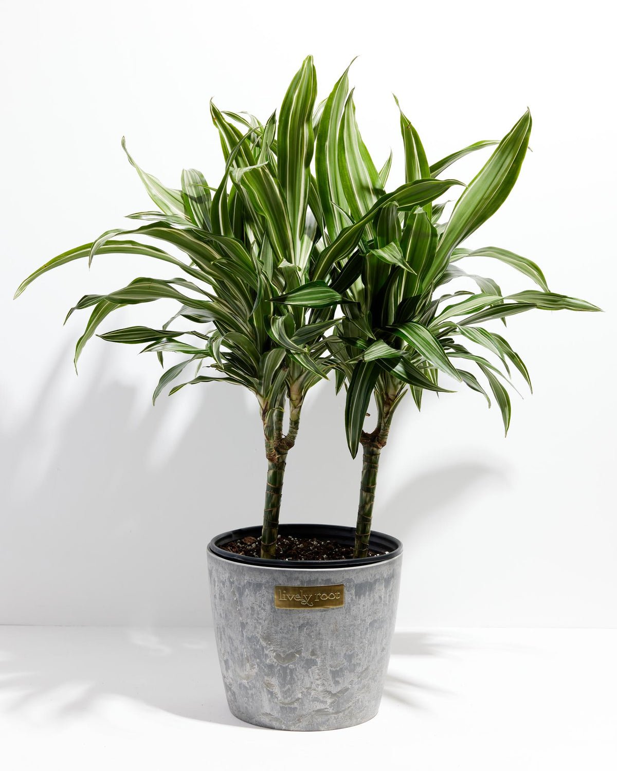 Dracaena Lemon Lime
