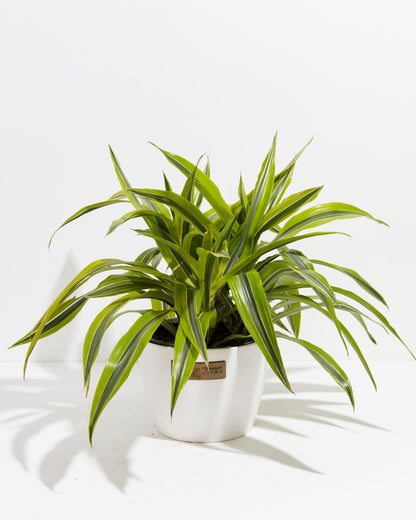 Dracaena Lemon Lime