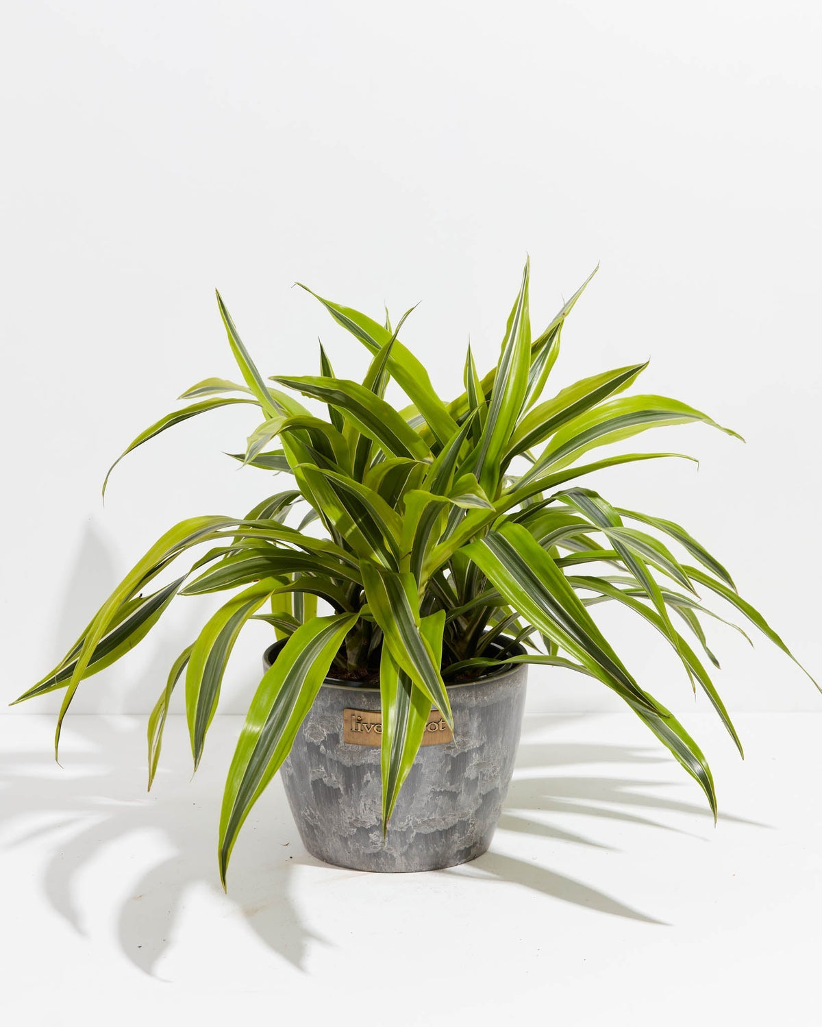 Dracaena Lemon Lime