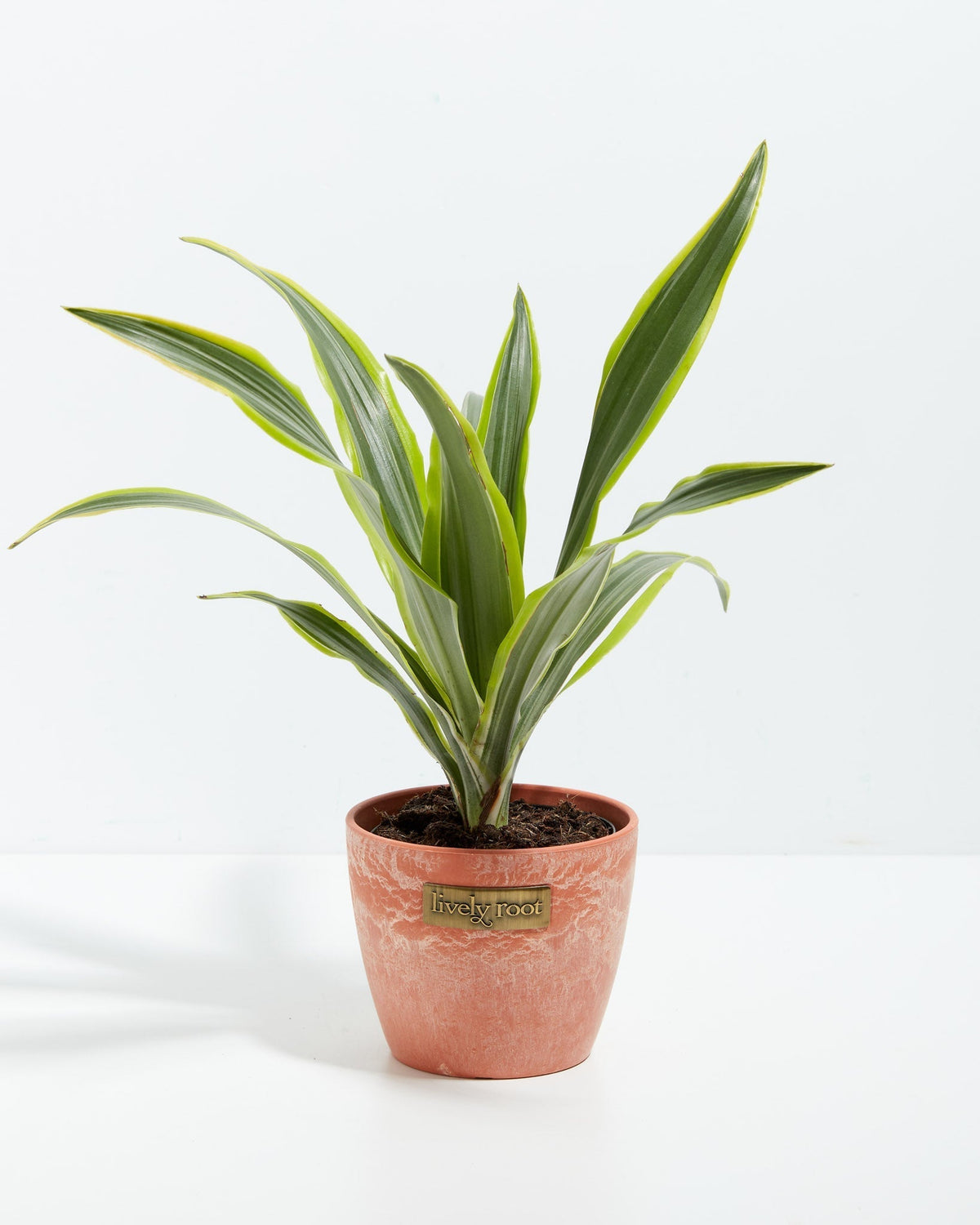 Dracaena Lemon Lime