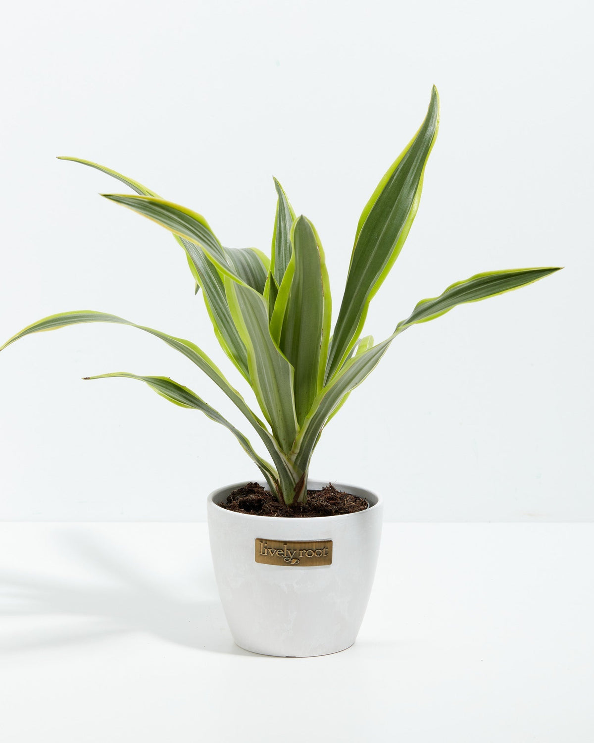 Dracaena Lemon Lime