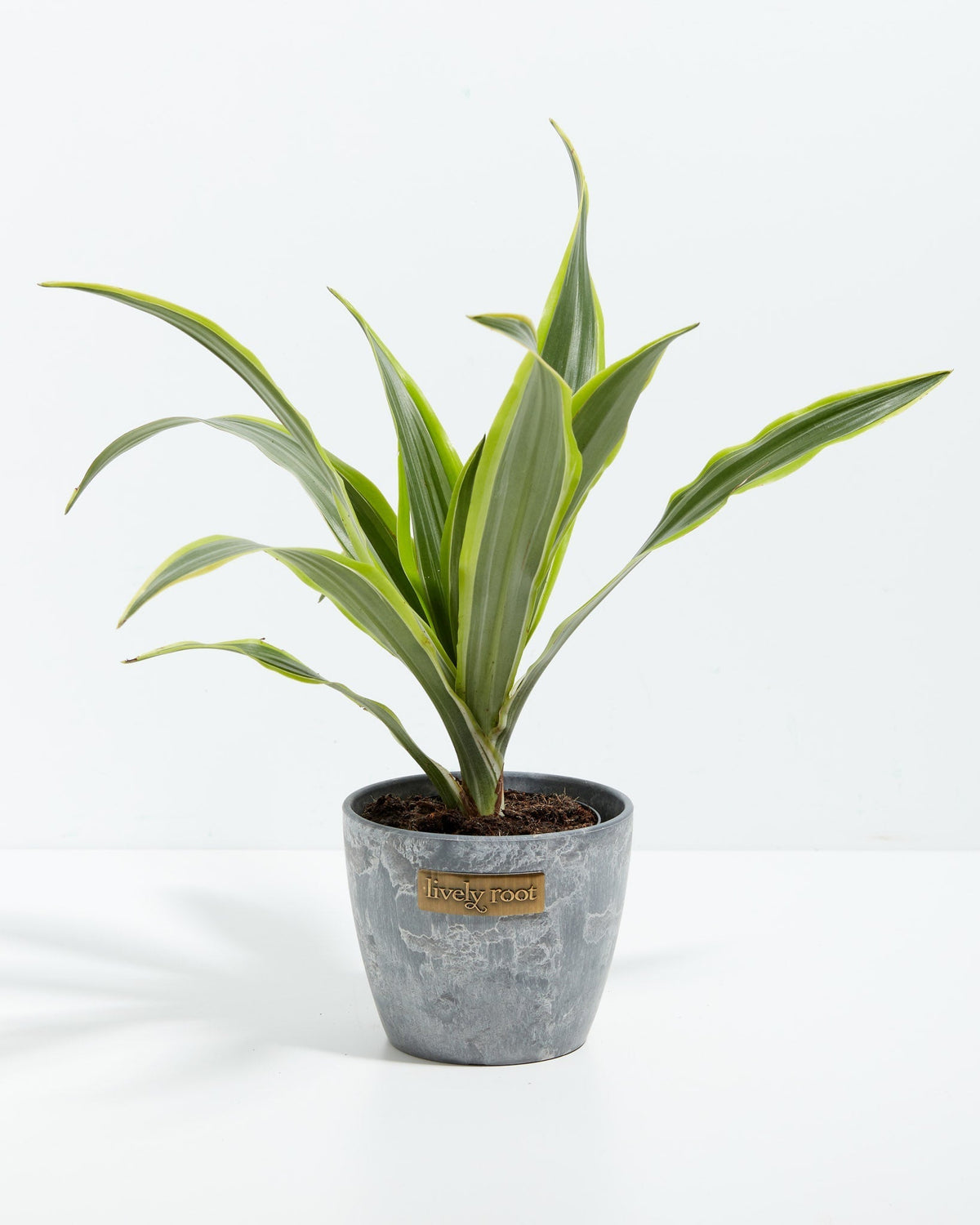 Dracaena Lemon Lime