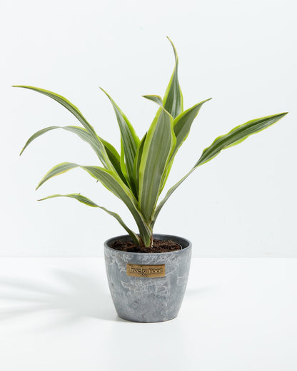 Dracaena Lemon Lime