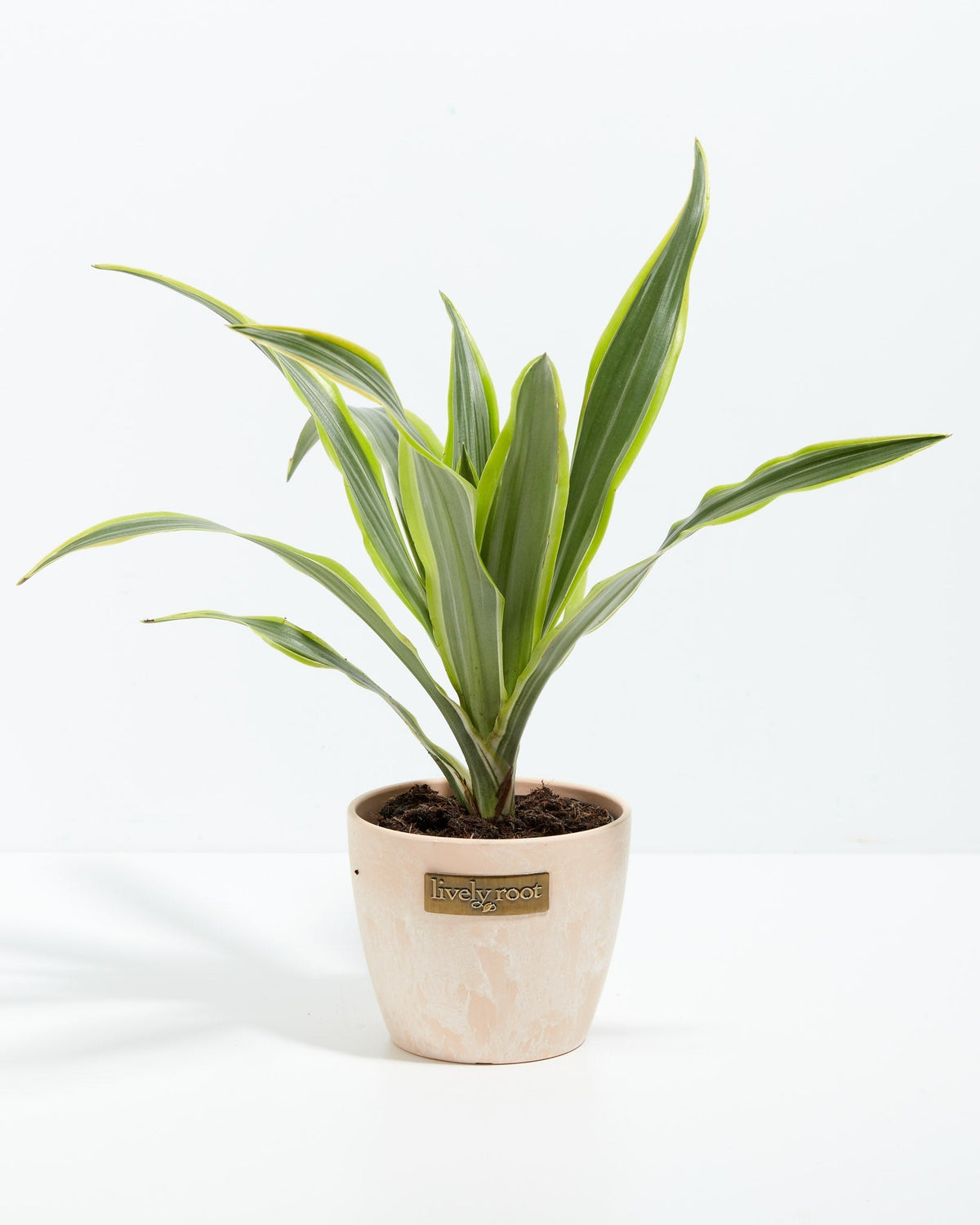 Dracaena Lemon Lime