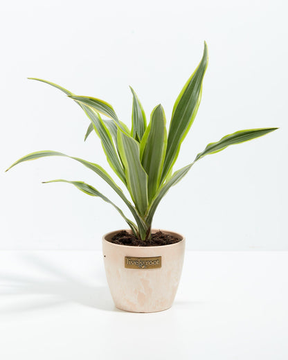 Dracaena Lemon Lime