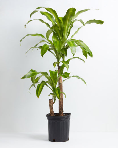 Dracaena Lemon Lime