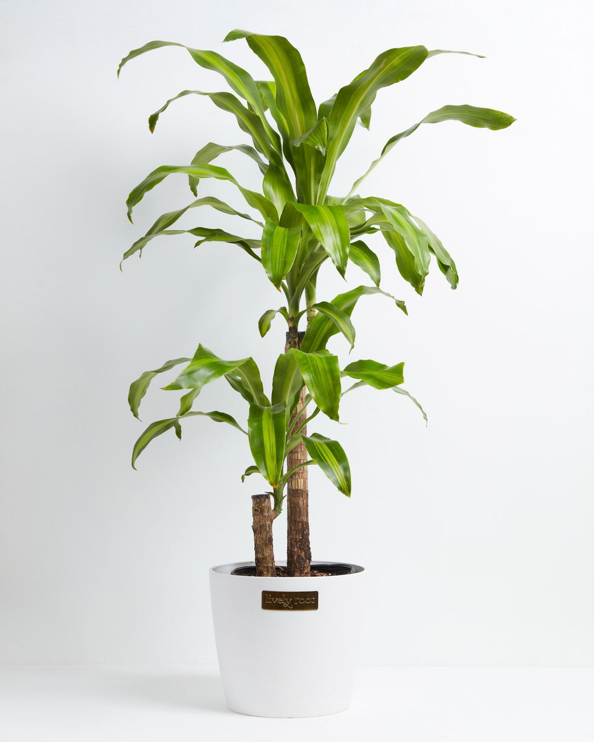 Dracaena Lemon Lime