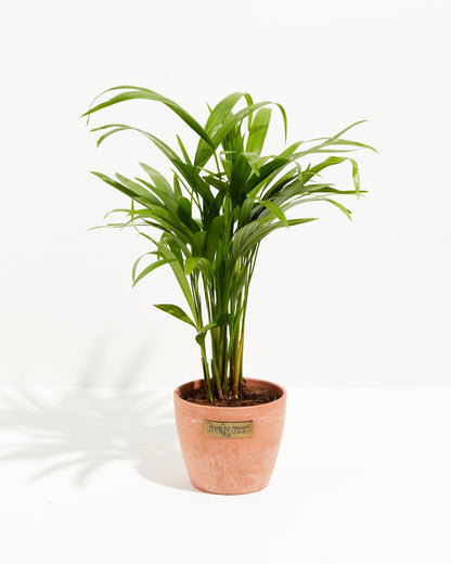 Areca Palm Indoor Tree