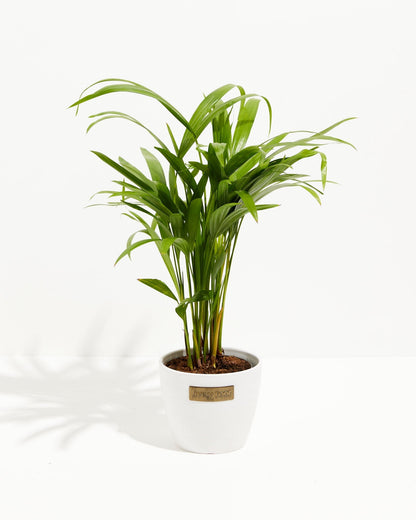 Areca Palm Indoor Tree