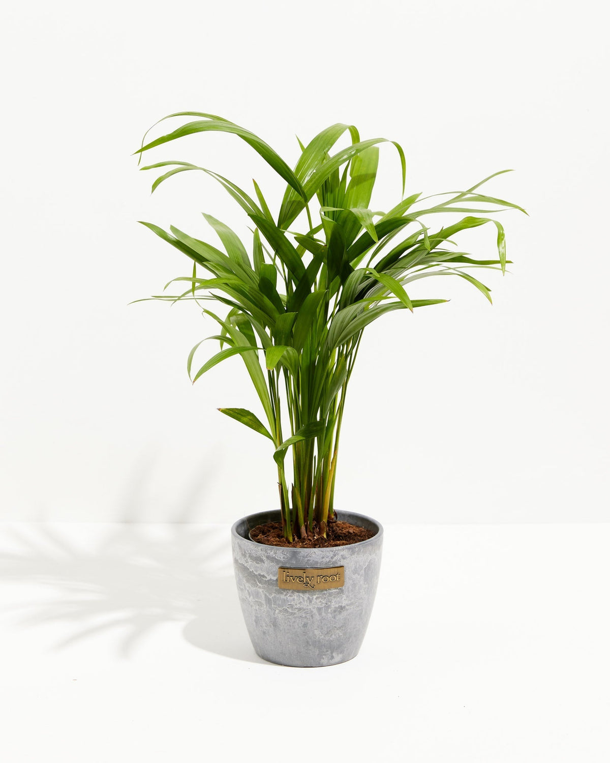 Areca Palm Indoor Tree