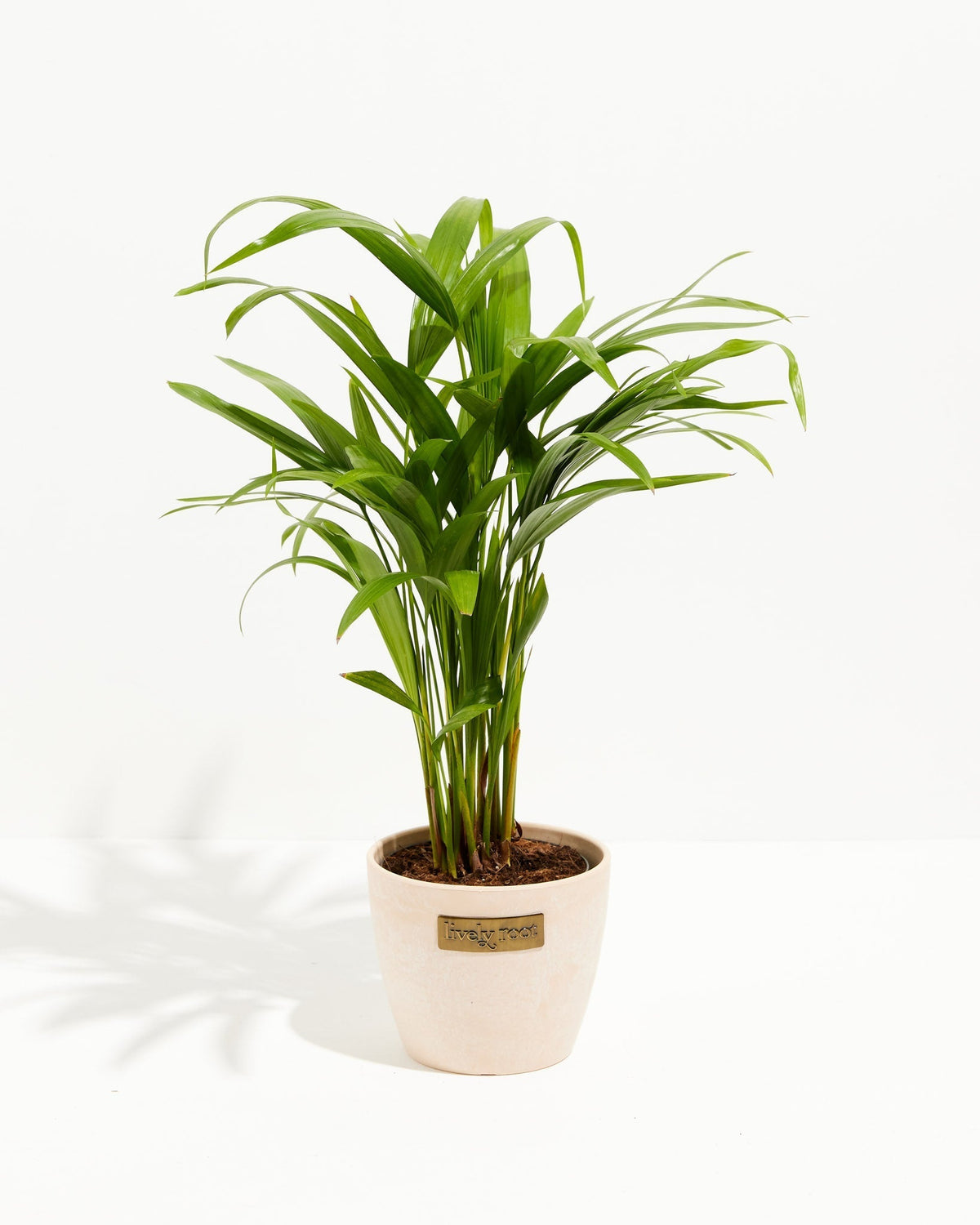 Areca Palm Indoor Tree