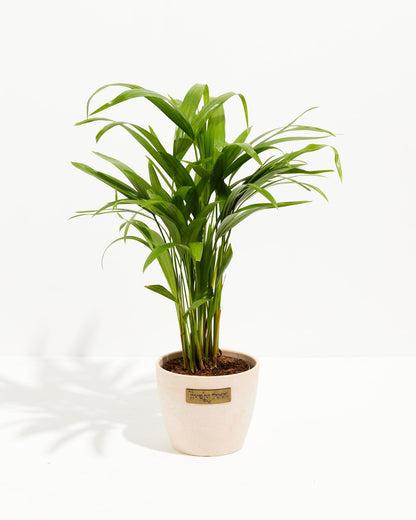 Areca Palm Indoor Tree