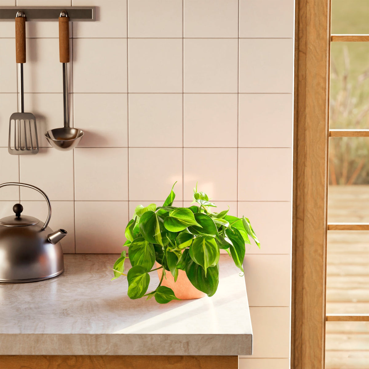 Philodendron Brasil