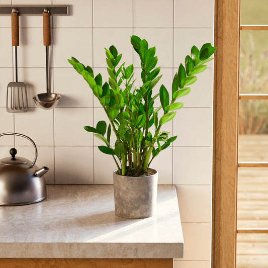 ZZ Plant